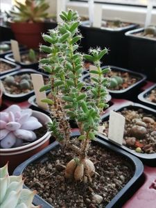 T. bulbosum