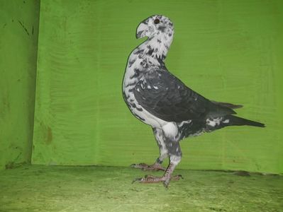 Vandut
