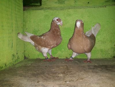 Vanduti