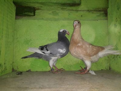 Vanduti