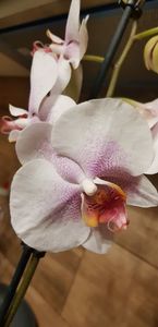 Phalaenopsis Reykjavik