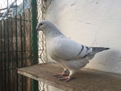 M2018; Pui la 3 luni
