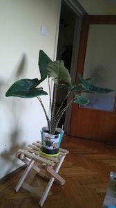 zebrina