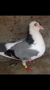 Steluța 2010-2015; Sora bună cu Misirliul singura care a rămas . O porumbita modesta cu aripa mica , nezburata. A transmis calitate.
