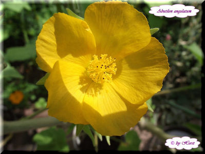Abutilon Angulatum; 10 semințe costă €uro 2,50
Transport plic poștal recomandat €uro 4,00
