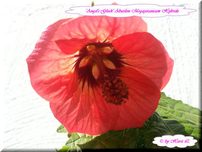 Abutilon megapotanicum hybride Angels Glock; 10 semințe costă €uro 2,50 
Transport plic poștal recomandat €uro 4,00
