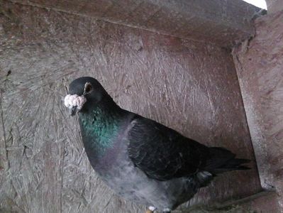 mascul-2006,deosebit ,gutul bătrân.; Masculul de bază al crescătoriei . În el îşi au originea mulţi porumbei (cei negri , chiar şi meulemans ).Pensionat în 2019,iunie.
