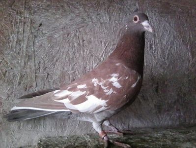 mascul-2018; meulemans.Pierdut 2019.
