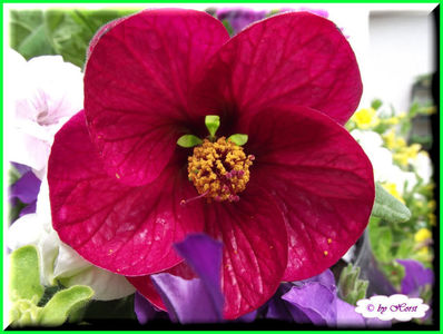 Abutilon Brombeere; 10 semințe costă €uro 2,50 
Transport plic poștal recomandat €uro 4,00
