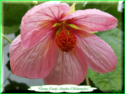 Abutilon Dainty Candy; 10 semințe costă €uro 2,50 
Transport plic poștal recomandat €uro 4,00
