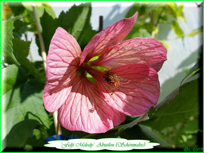 Abutilon Fidji Melody; 10 semințe costă €uro 2,50 
Transport plic poștal recomandat €uro 4,00
