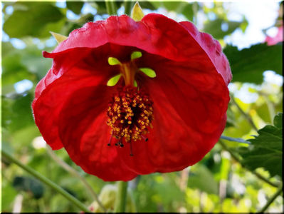 Abutilon Giant Mohnrot; 10 semințe costă €uro 2,50 
Transport plic poștal recomandat €uro 4,00
