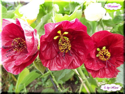 Abutilon Kastanie; 10 semințe costă €uro 2,50 
Transport plic poștal recomandat €uro 4,00
