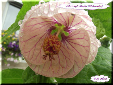 Abutilon Lila Angel; 10 semințe costă €uro 2,50 
Transport plic poștal recomandat €uro 4,00
