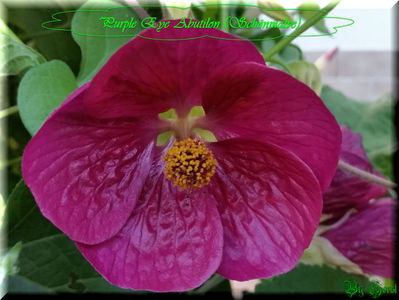 Abutilon Purple Eye; 10 semințe costă €uro 2,50 
Transport plic poștal recomandat €uro 4,00
