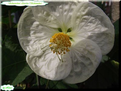 Abutilon Schneeorkan; 10 semințe costă €uro 2,50 
Transport plic poștal recomandat €uro 4,00
