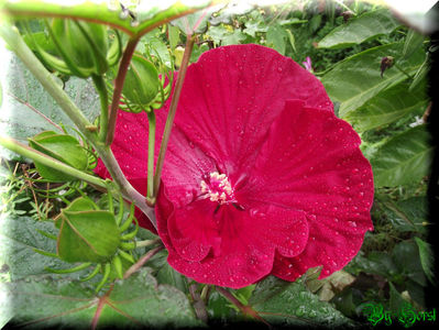 'Cranberry Crush'