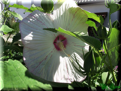'Peppermint Flare'