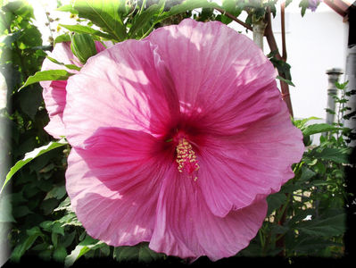 'Fantasia'