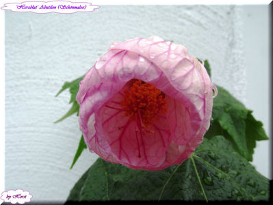 'Herzblut'