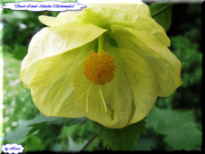 'Sweet Lemon'