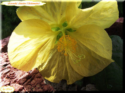 'Zitronella'