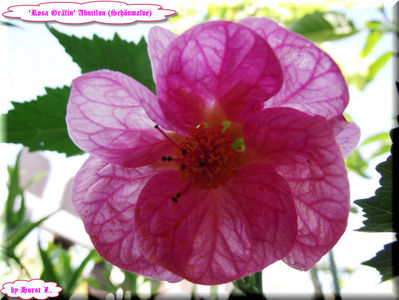 'Rosa Gräfin'