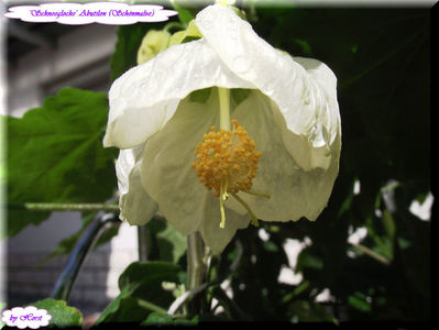 'Schneeglocke'