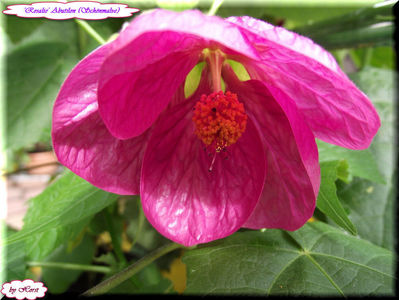 'Rosalie'