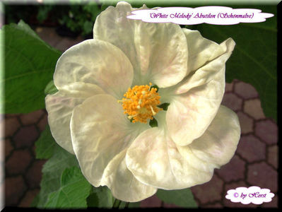 'White Melody'