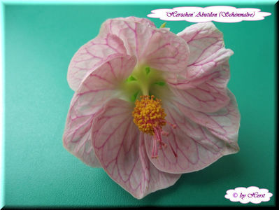 'Herzchen'