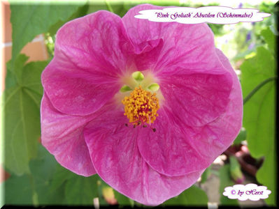 'Pink Goliath'