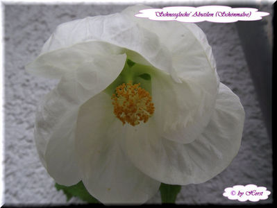 'Schneeglocke'