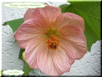 'Bambina'