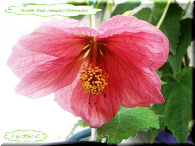 'Double Pink'