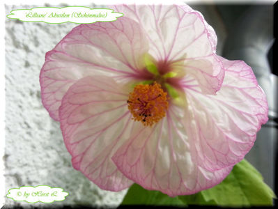 'Lilliane'