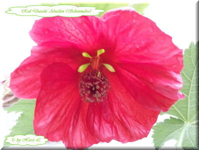 'Red Diavolo'