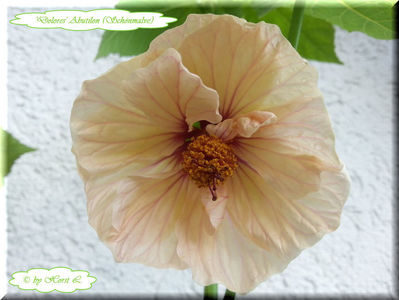 'Dolores'