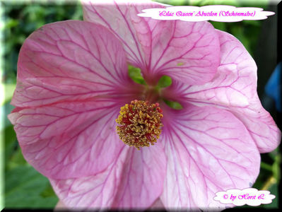 'Lilac Queen'