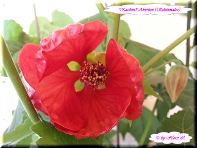 'Kardinal'