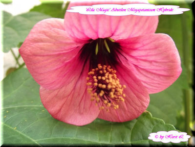 'Lilac Magic'