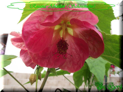 'Rosana'
