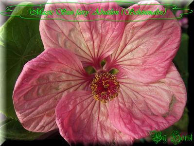 'Magic Sun fairy'