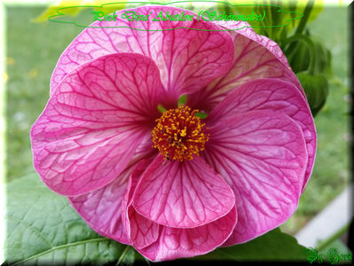'Pink Diva'