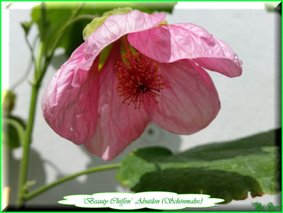 'Beauty Chiffon'