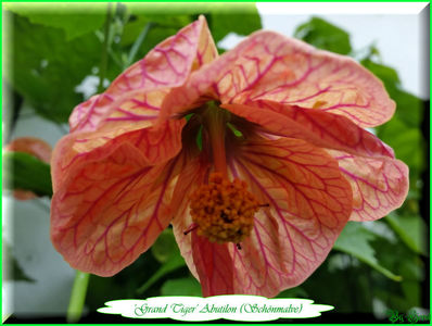 'Grand Tiger'