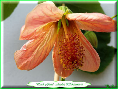 'Peach Giant'