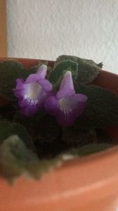 Eucodonia Adèle