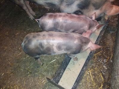Scrofite Pietrain; 10 saptamani, 27kg
