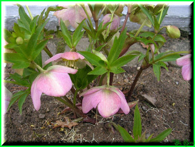 2010.03